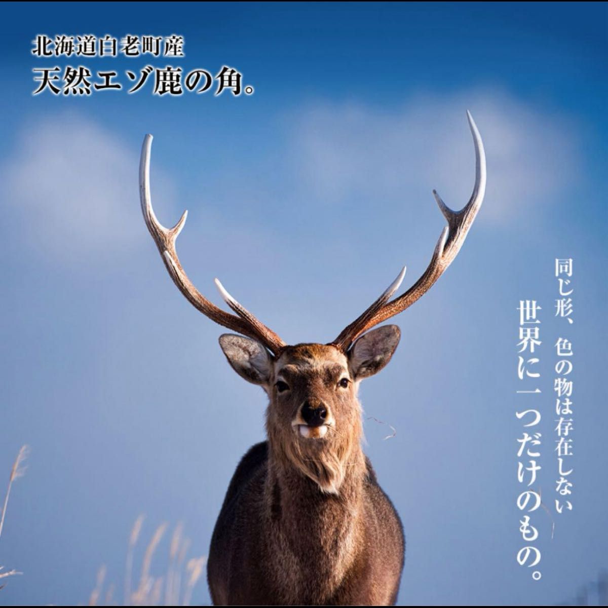 クーポン利用で300円 エゾシカ 角 ストラップ(輪) 日本製 天然 クーポン利用で300円 エゾシカ 角 ストラップ(輪) 日本製 天然