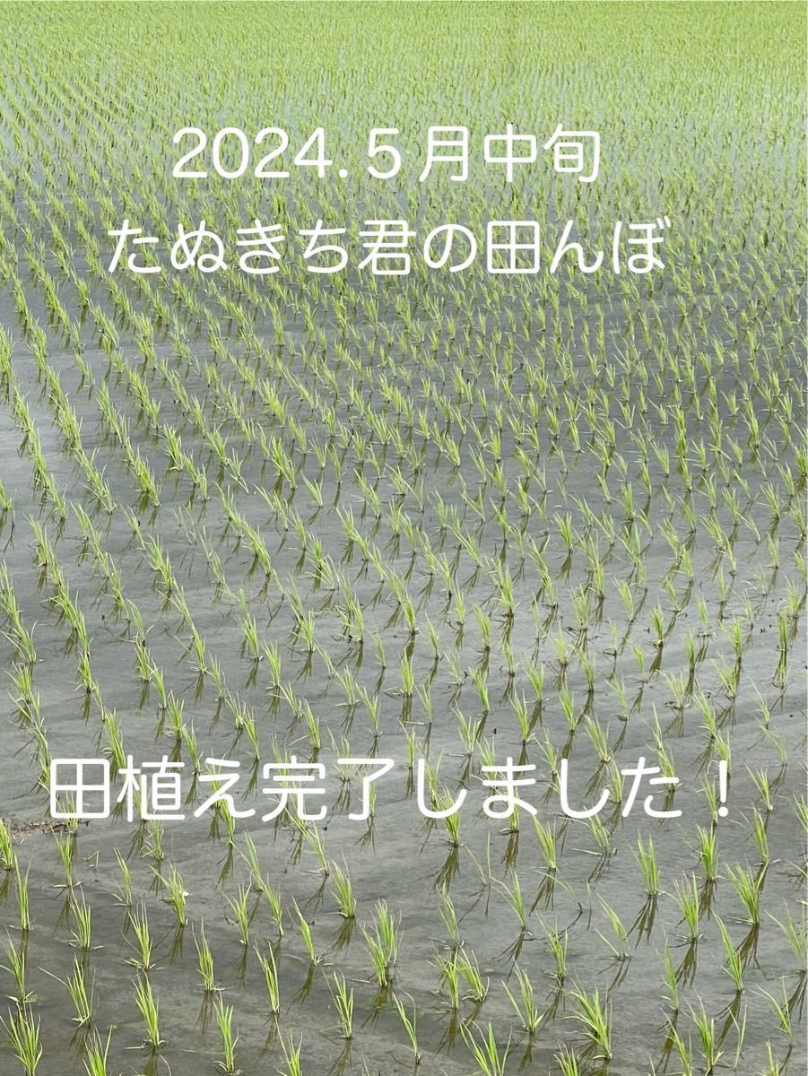 精米済み 10キロ【農家直送！】新潟県産こしいぶき 特別栽培米 6年産 低温冷蔵