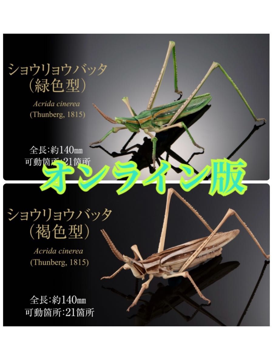いきもの大図鑑アドバンス オオカマキリとショウリョウバッタ いきもの大図鑑アドバンス オオカマキリとショウリョウバッタ