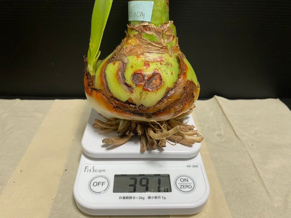 大輪アマリリス アップルブロッサム ピンク 超特大・特大球根6個 大輪アマリリス アップルブロッサム ピンク 超特大・特大球根6個