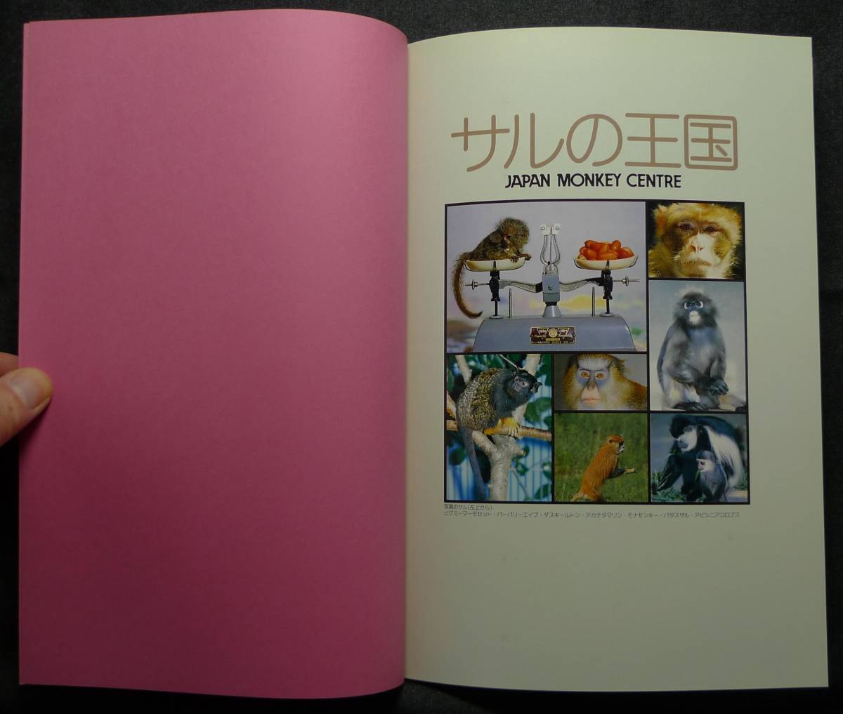 【超希少】【初版、美品】古本　サルの王国　ゆかいでたのしい仲間たち　著者：日本モンキーセンター動物園長　日本モンキーセンター_画像4