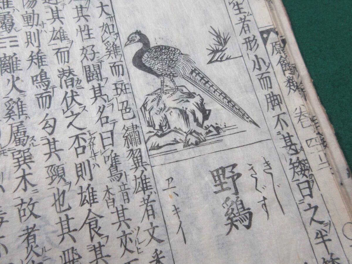 20)江戸期絵入り和本 『和漢三才図会 四十二 原禽』 正德3年 検 20)江戸期絵入り和本 『和漢三才図会 四十二 原禽』 正德3年 検