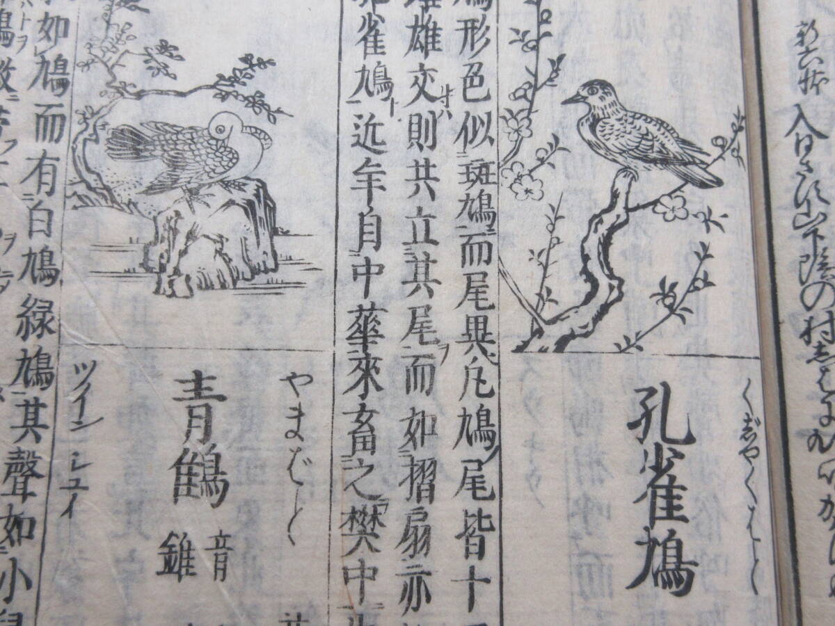 21)江戸期絵入り和本 『和漢三才図会 四十三 林禽』 正德3年 検 21)江戸期絵入り和本 『和漢三才図会 四十三 林禽』 正德3年 検
