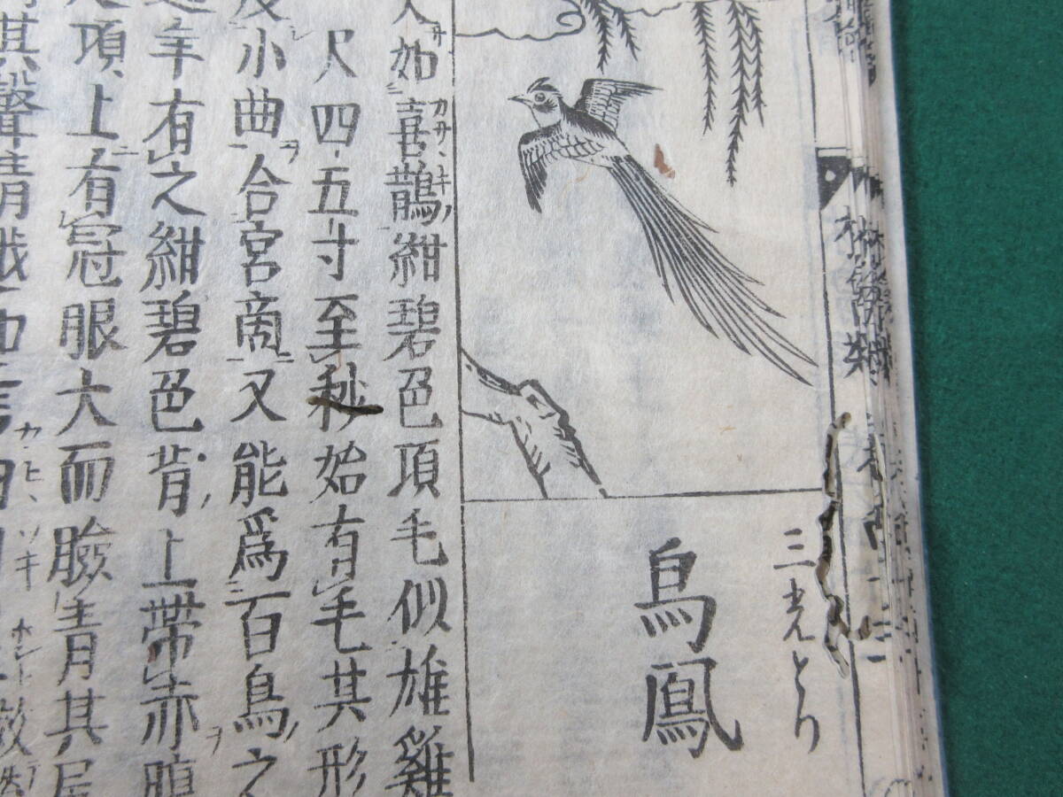 21)江戸期絵入り和本 『和漢三才図会 四十三 林禽』 正德3年 検 21)江戸期絵入り和本 『和漢三才図会 四十三 林禽』 正德3年 検