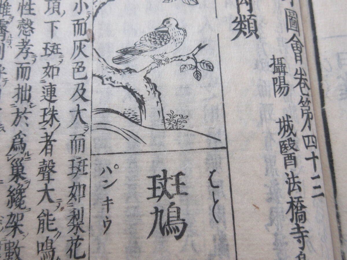 21)江戸期絵入り和本 『和漢三才図会 四十三 林禽』 正德3年 検 21)江戸期絵入り和本 『和漢三才図会 四十三 林禽』 正德3年 検