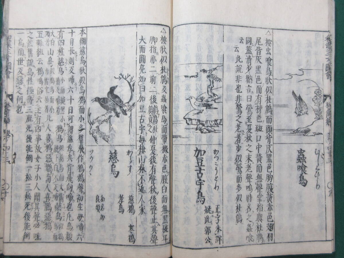 21)江戸期絵入り和本 『和漢三才図会 四十三 林禽』 正德3年 検 21)江戸期絵入り和本 『和漢三才図会 四十三 林禽』 正德3年 検
