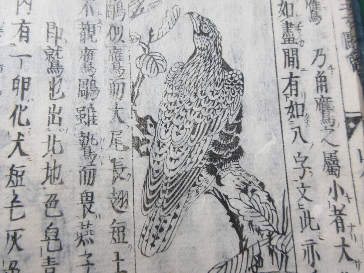 22)江戸期絵入り和本 『和漢三才図会 四十四 山禽』 正德3年 検 22)江戸期絵入り和本 『和漢三才図会 四十四 山禽』 正德3年 検