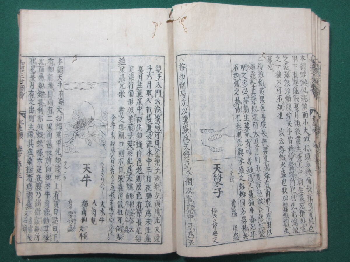 24)江戸期絵入り和本 『和漢三才図会 五十三 化生蟲 五十四 濕生 24)江戸期絵入り和本 『和漢三才図会 五十三 化生蟲 五十四 濕生