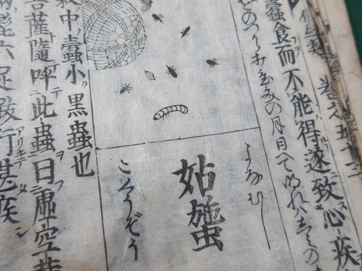 24)江戸期絵入り和本 『和漢三才図会 五十三 化生蟲 五十四 濕生 24)江戸期絵入り和本 『和漢三才図会 五十三 化生蟲 五十四 濕生