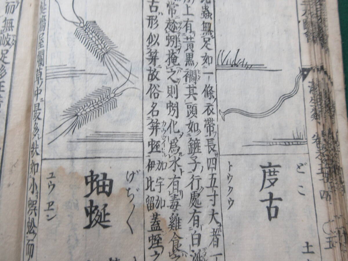 24)江戸期絵入り和本 『和漢三才図会 五十三 化生蟲 五十四 濕生 24)江戸期絵入り和本 『和漢三才図会 五十三 化生蟲 五十四 濕生