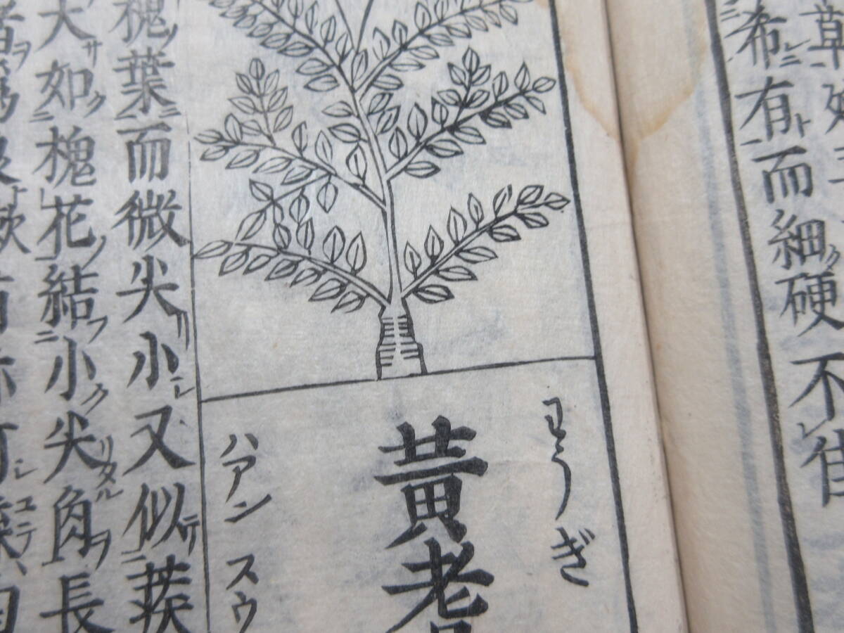 30)江戸期絵入り和本 『和漢三才図会 九十二 草類』 正德3年 検 30)江戸期絵入り和本 『和漢三才図会 九十二 草類』 正德3年 検