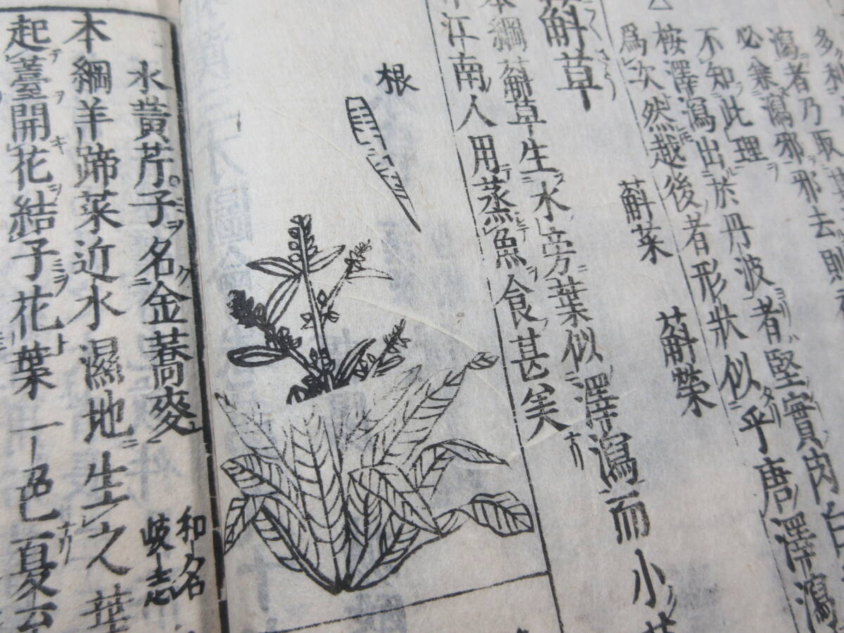 32)江戸期絵入り和本 『和漢三才図会 九十七 水草類 』 正德3年 32)江戸期絵入り和本 『和漢三才図会 九十七 水草類 』 正德3年