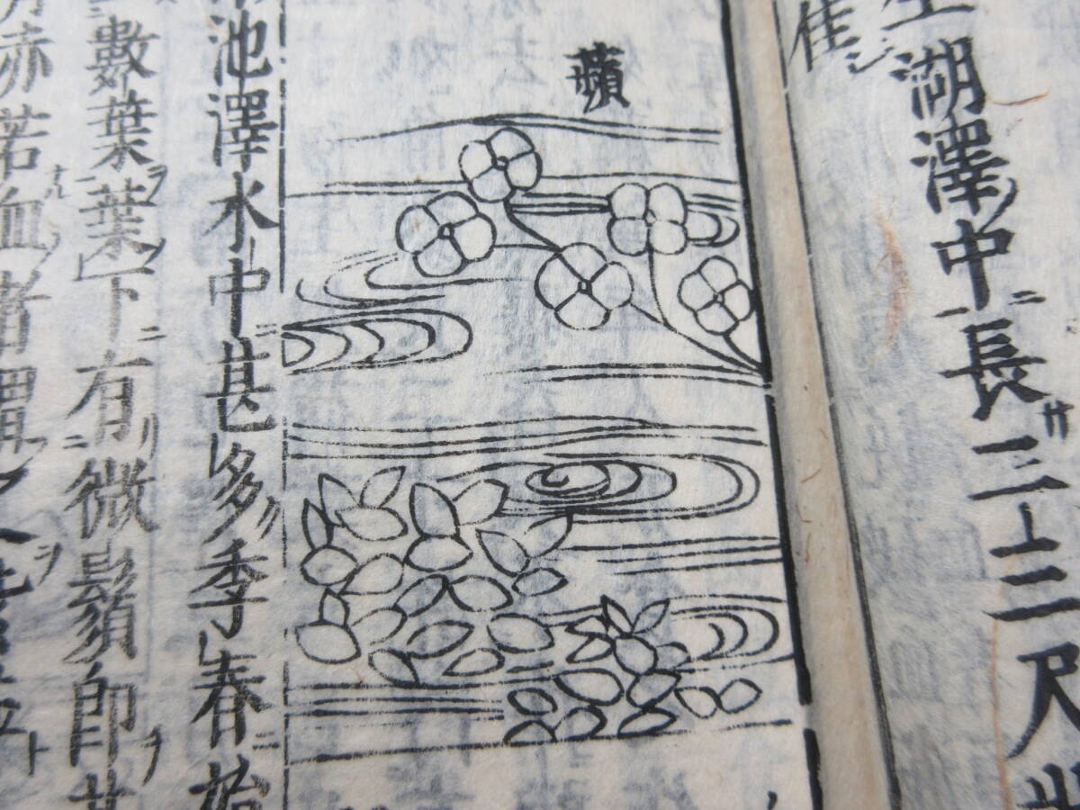 32)江戸期絵入り和本 『和漢三才図会 九十七 水草類 』 正德3年 32)江戸期絵入り和本 『和漢三才図会 九十七 水草類 』 正德3年
