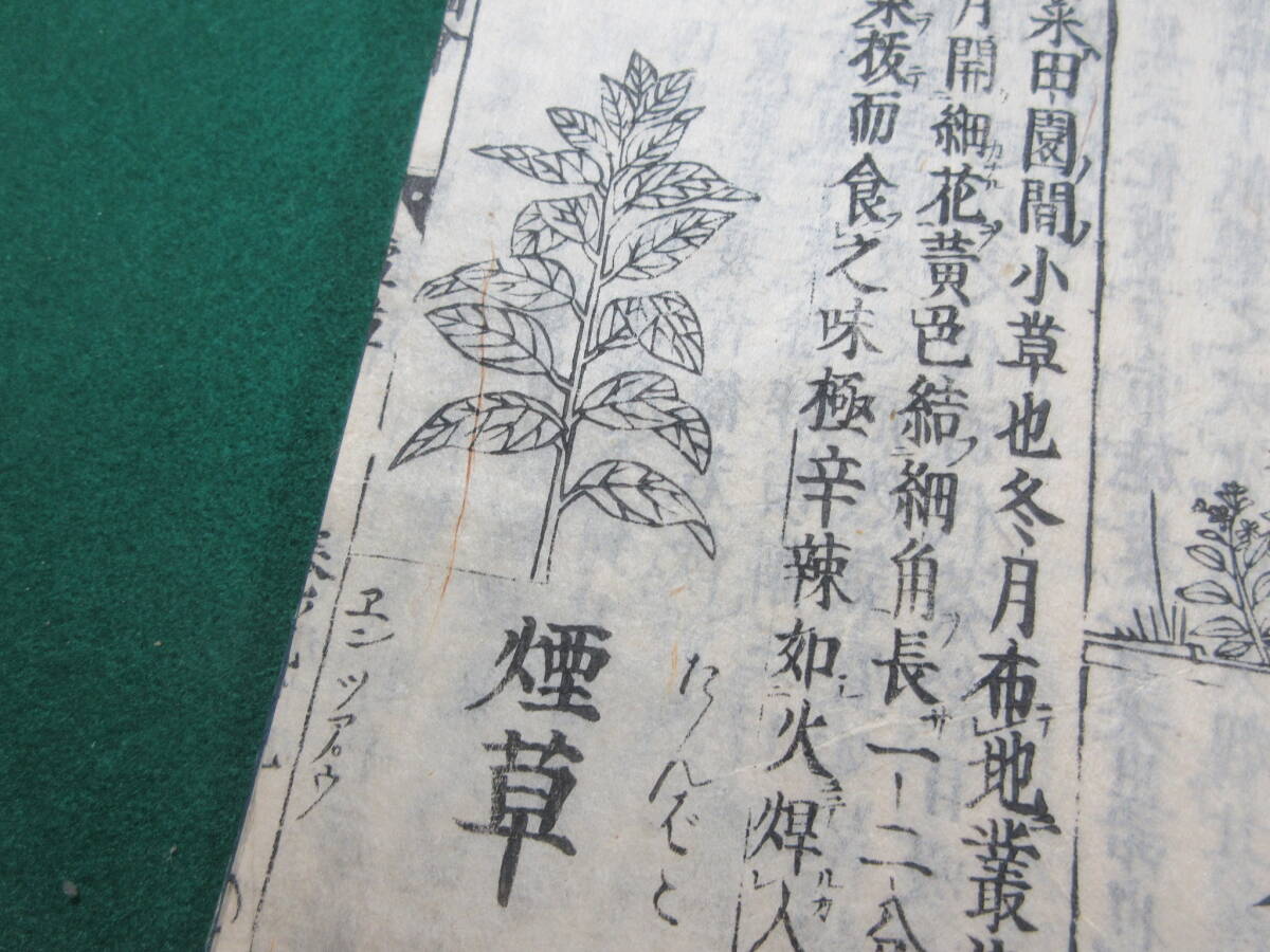 34)江戸期絵入り和本 『和漢三才図会 九十九 葷草類』 正德3年 34)江戸期絵入り和本 『和漢三才図会 九十九 葷草類』 正德3年