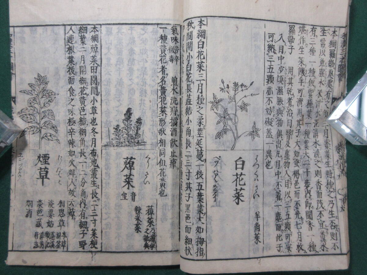 34)江戸期絵入り和本 『和漢三才図会 九十九 葷草類』 正德3年 34)江戸期絵入り和本 『和漢三才図会 九十九 葷草類』 正德3年