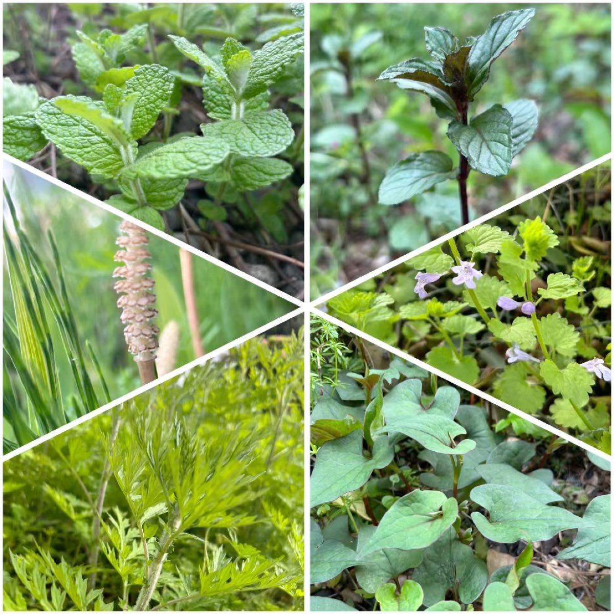 ハーブと薬草※6種類