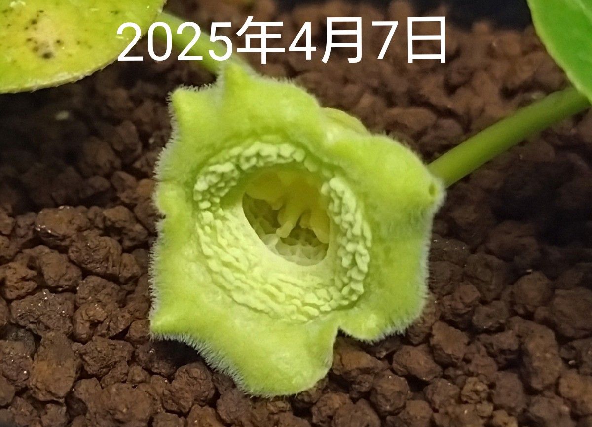 山野草 カンアオイ 素心 タマノカンアオイ|Yahoo!フリマ(旧 山野草 カンアオイ 素心 タマノカンアオイ|Yahoo!フリマ(旧
