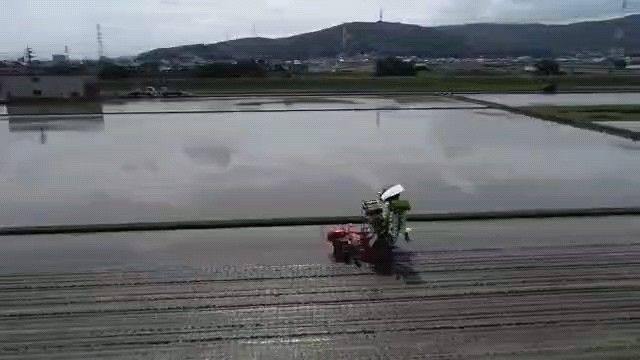 おいしい国産米 つやつや 有機質肥料 米5キロ×4 計20kg 100%単一原料米 お米づくりの達人 大切な家族へ健康米
