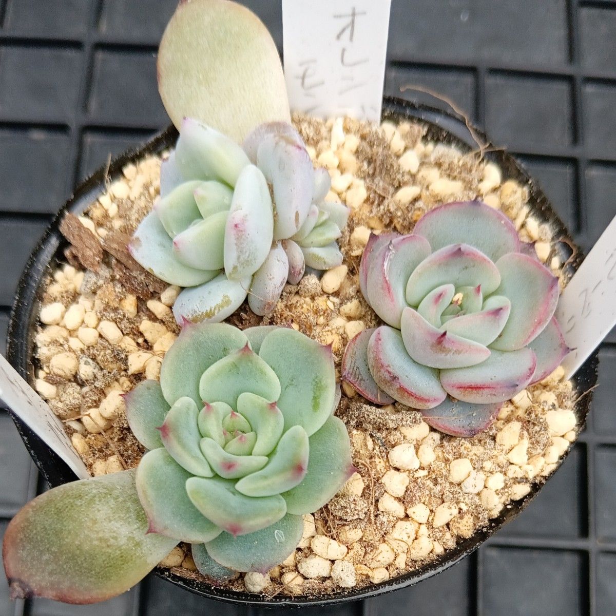 エケベリア葉挿しセット3(抜き苗)多肉植物|Yahoo!フリマ(旧 エケベリア葉挿しセット3(抜き苗)多肉植物|Yahoo!フリマ(旧