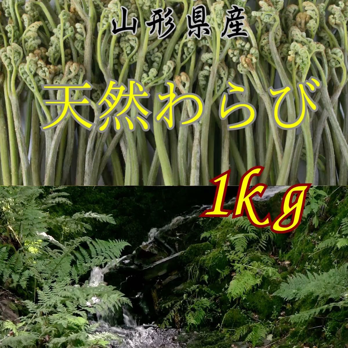 山形県産 天然わらび 1kg