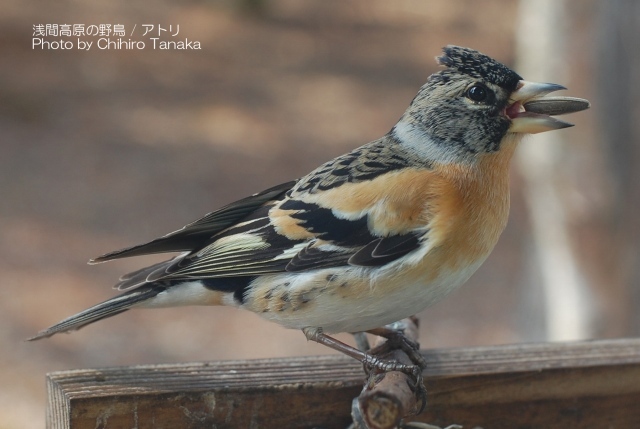 +[. interval height .. wild bird photoalbum ]10 kind b-01-02