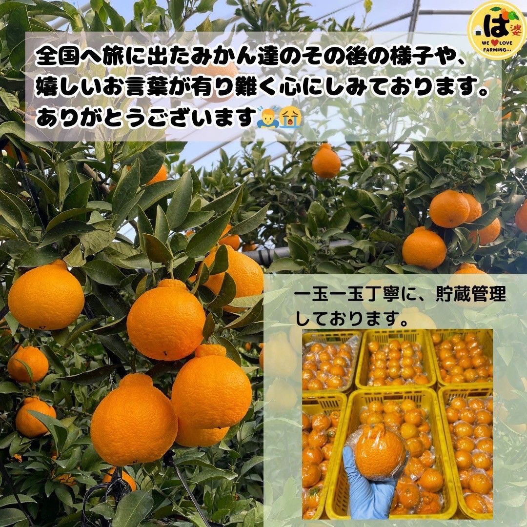 楽天 送料無料にならない 露地 肥の豊 不知火 Lサイズ10kg箱［デコポン] 集まり次第出品 果物