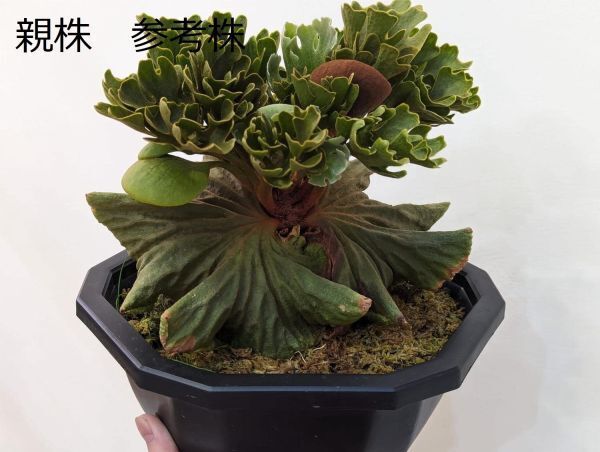 Frontier Plants】【現品】ビカクシダ・リドレイ・ドワーフ Frontier Plants】【現品】ビカクシダ・リドレイ・ドワーフ