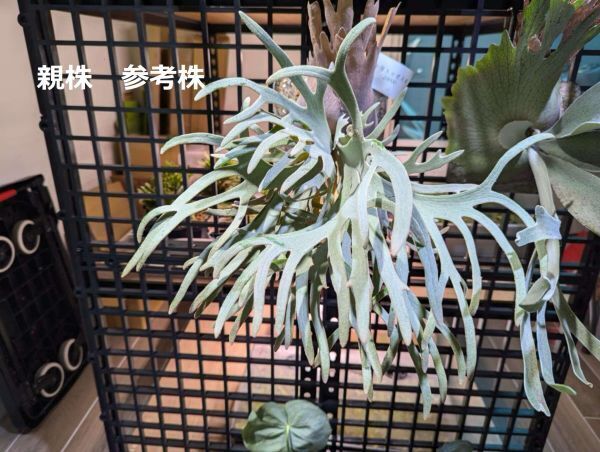 Frontier Plants】【現品】ビカクシダ・ウィリンキー・ジェイド Frontier Plants】【現品】ビカクシダ・ウィリンキー・ジェイド