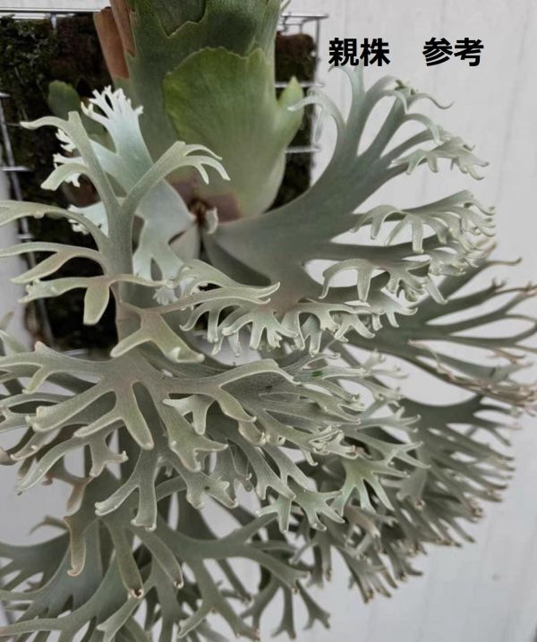 Frontier Plants】【現品】ビカクシダ・ウィリンキー・ナノ 胞子 Frontier Plants】【現品】ビカクシダ・ウィリンキー・ナノ 胞子