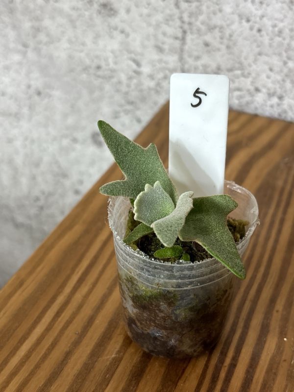 Frontier Plants】【現品】ビカクシダ・ウィリンキー・ナノ 胞子 Frontier Plants】【現品】ビカクシダ・ウィリンキー・ナノ 胞子