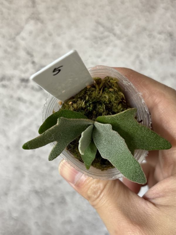 Frontier Plants】【現品】ビカクシダ・ウィリンキー・ナノ 胞子 Frontier Plants】【現品】ビカクシダ・ウィリンキー・ナノ 胞子