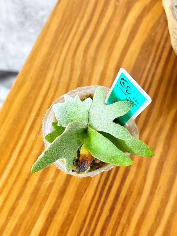 Frontier Plants】【現品】ビカクシダ・ウィリンキー・ナノ 胞子 Frontier Plants】【現品】ビカクシダ・ウィリンキー・ナノ 胞子