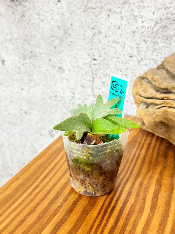 Frontier Plants】【現品】ビカクシダ・ウィリンキー・ナノ 胞子 Frontier Plants】【現品】ビカクシダ・ウィリンキー・ナノ 胞子