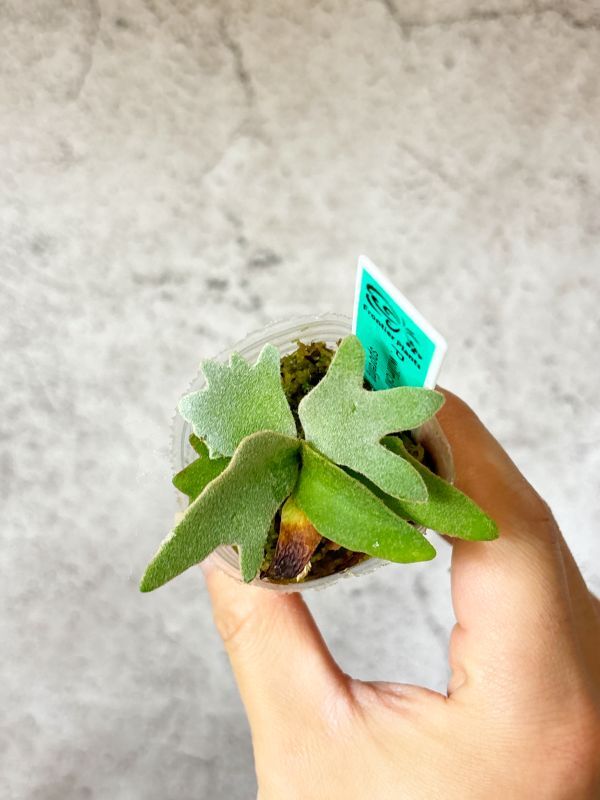 Frontier Plants】【現品】ビカクシダ・ウィリンキー・ナノ 胞子 Frontier Plants】【現品】ビカクシダ・ウィリンキー・ナノ 胞子