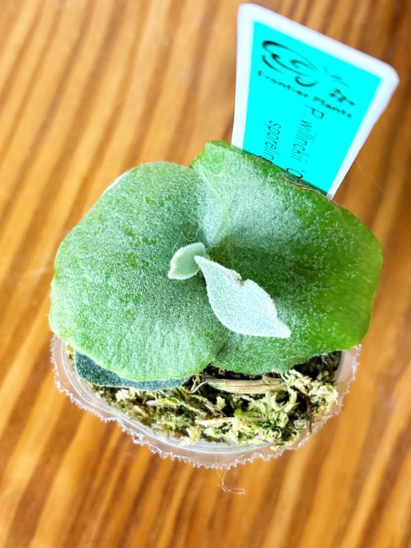 Frontier Plants】【現品】ビカクシダ・ウィリンキー・O. M. G. Frontier Plants】【現品】ビカクシダ・ウィリンキー・O. M. G.
