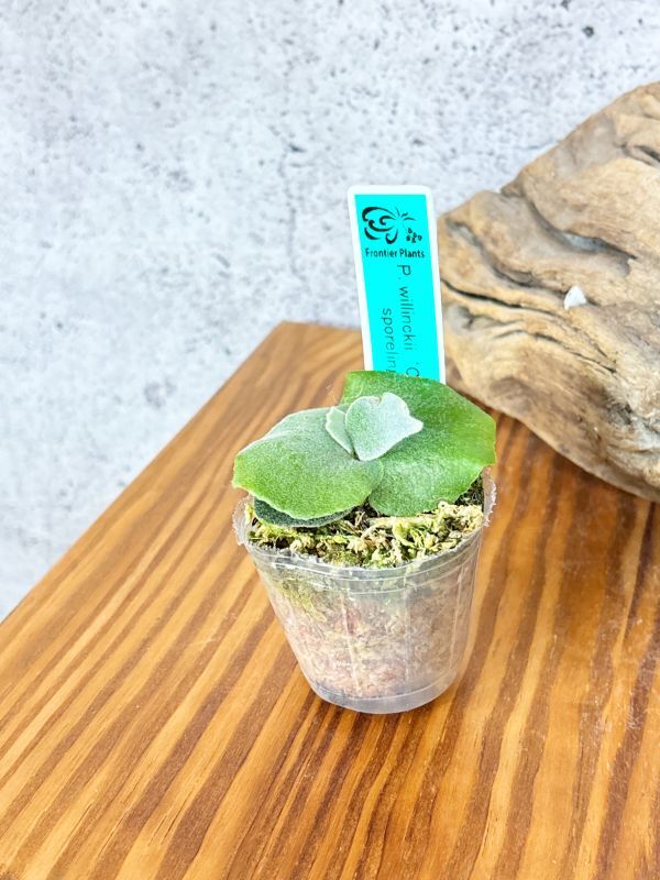 Frontier Plants】【現品】ビカクシダ・ウィリンキー・O. M. G. Frontier Plants】【現品】ビカクシダ・ウィリンキー・O. M. G.