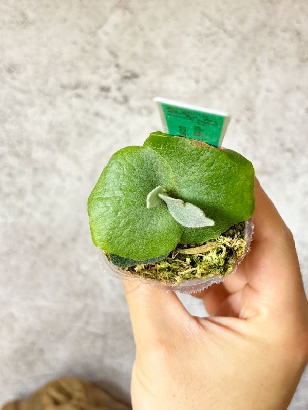 Frontier Plants】【現品】ビカクシダ・ウィリンキー・O. M. G. Frontier Plants】【現品】ビカクシダ・ウィリンキー・O. M. G.