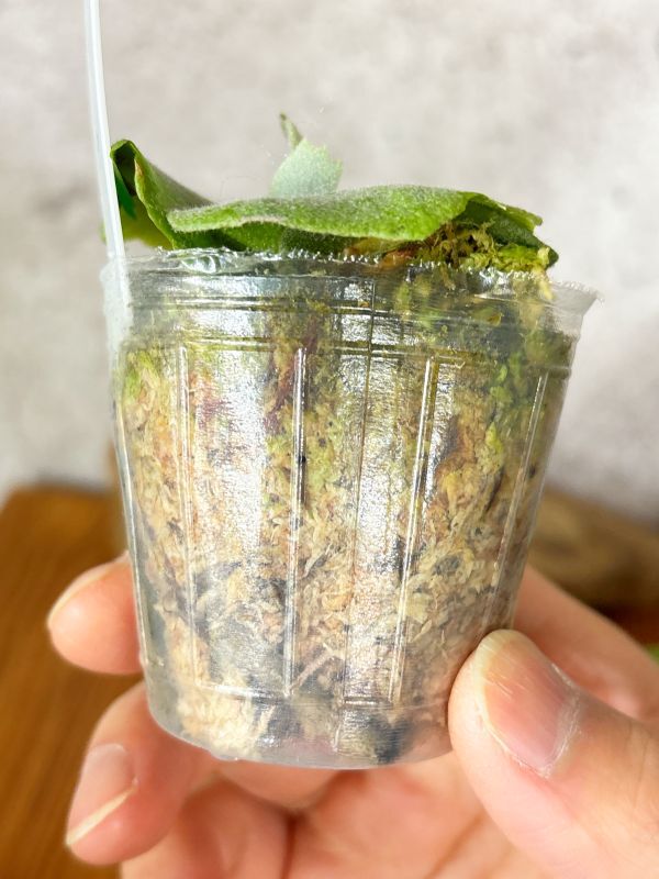 Frontier Plants】【現品】ビカクシダ・ウィリンキー・O. M. G. Frontier Plants】【現品】ビカクシダ・ウィリンキー・O. M. G.