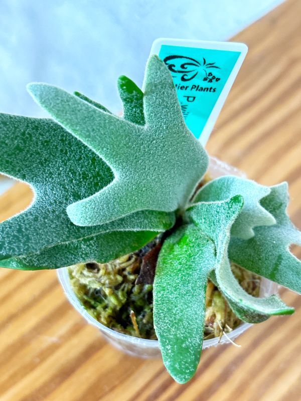 Frontier Plants】【現品】ビカクシダ・ウィリンキー・ジェイド Frontier Plants】【現品】ビカクシダ・ウィリンキー・ジェイド
