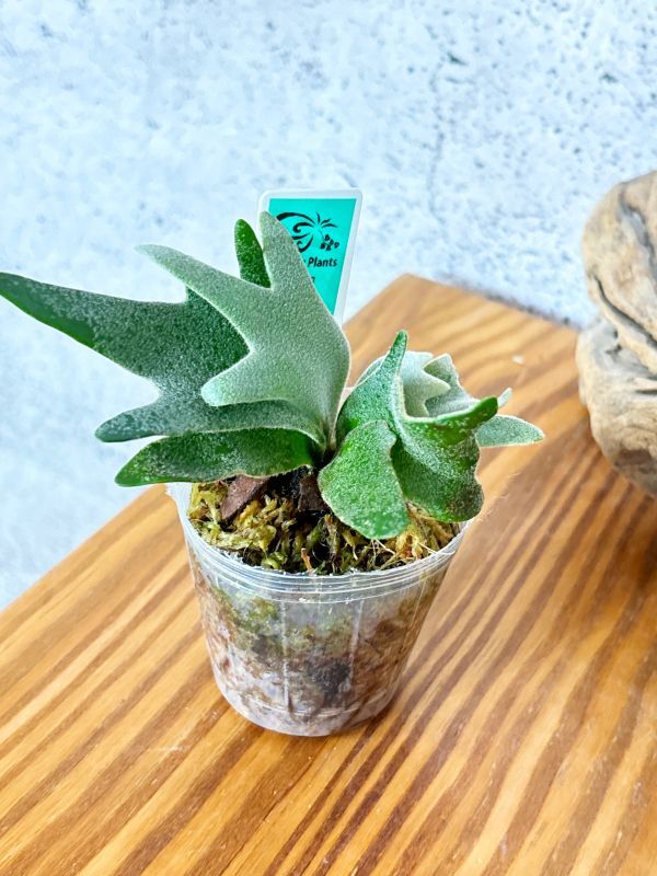 Frontier Plants】【現品】ビカクシダ・ウィリンキー・ジェイド Frontier Plants】【現品】ビカクシダ・ウィリンキー・ジェイド