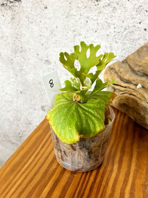 Frontier Plants】【現品】ビカクシダ・リドレイ・ドワーフ Frontier Plants】【現品】ビカクシダ・リドレイ・ドワーフ