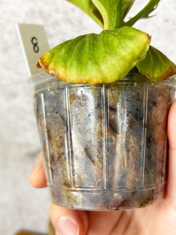 Frontier Plants】【現品】ビカクシダ・リドレイ・ドワーフ Frontier Plants】【現品】ビカクシダ・リドレイ・ドワーフ