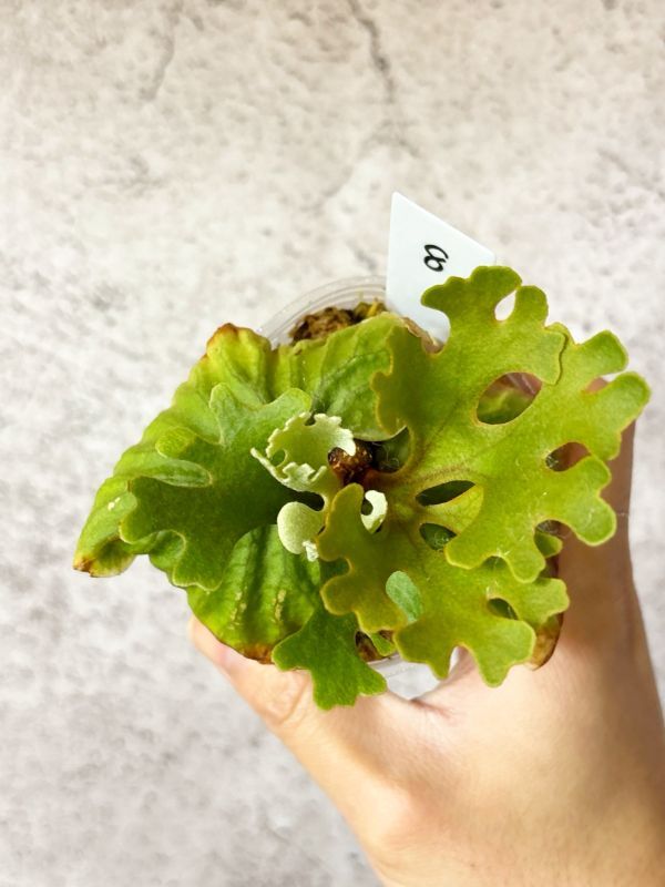 Frontier Plants】【現品】ビカクシダ・リドレイ・ドワーフ Frontier Plants】【現品】ビカクシダ・リドレイ・ドワーフ