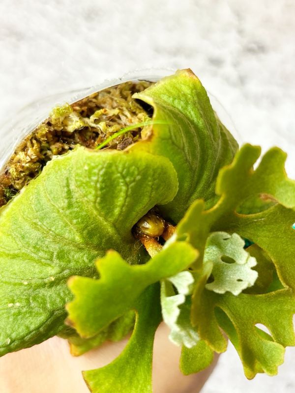 Frontier Plants】【現品】ビカクシダ・リドレイ・ドワーフ Frontier Plants】【現品】ビカクシダ・リドレイ・ドワーフ