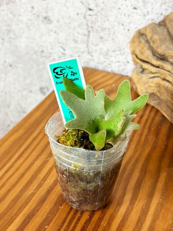 Frontier Plants】【現品】ビカクシダ・ウィリンキー・ナノ 胞子 Frontier Plants】【現品】ビカクシダ・ウィリンキー・ナノ 胞子