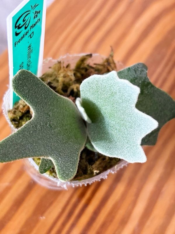 Frontier Plants】【現品】ビカクシダ・ウィリンキー・O. M. G. Frontier Plants】【現品】ビカクシダ・ウィリンキー・O. M. G.