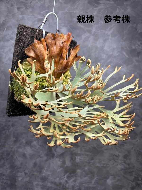 Frontier Plants】【現品】ビカクシダ・ウィリンキー・O. M. G. Frontier Plants】【現品】ビカクシダ・ウィリンキー・O. M. G.