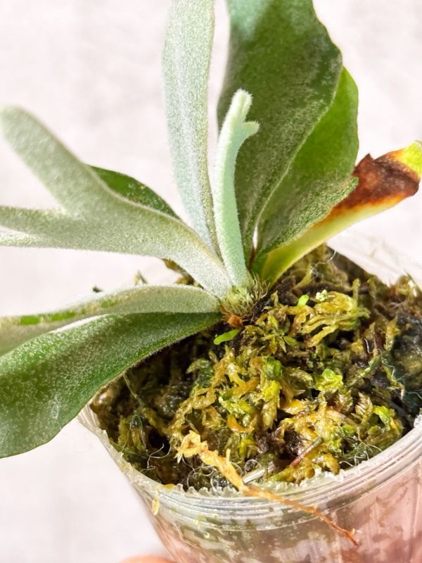 Frontier Plants】【現品】ビカクシダ・ウィリンキー・ジェイド Frontier Plants】【現品】ビカクシダ・ウィリンキー・ジェイド