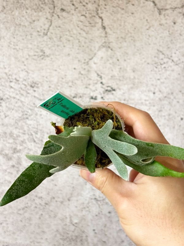 Frontier Plants】【現品】ビカクシダ・ウィリンキー・ジェイド Frontier Plants】【現品】ビカクシダ・ウィリンキー・ジェイド