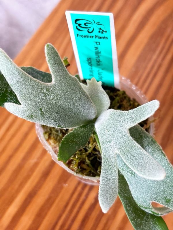 Frontier Plants】【現品】ビカクシダ・ウィリンキー・ジェイド Frontier Plants】【現品】ビカクシダ・ウィリンキー・ジェイド